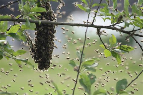 What should I do if bees are swarming near my home?