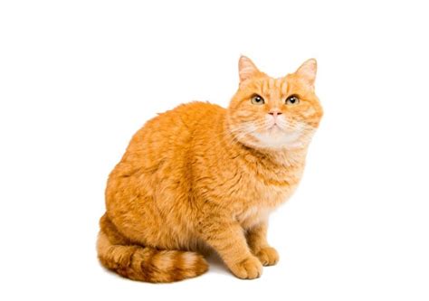 5 Facts You Should Know About Orange Cat Breeds