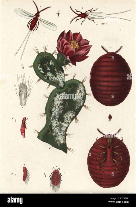 Cochineal beetle, Dactylopius coccus (Coccus cacti) on a prickly pear ...