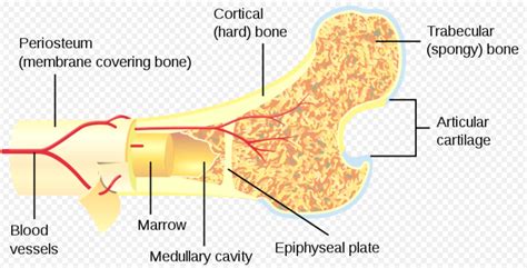 Bone Marrow - Physiopedia