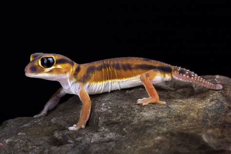 52 of the Most Colorful Geckos in the World - Color Meanings