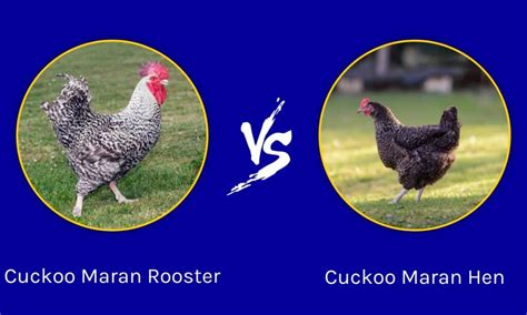 Cuckoo Maran Rooster vs Hen: Male vs Female Compared - A-Z Animals