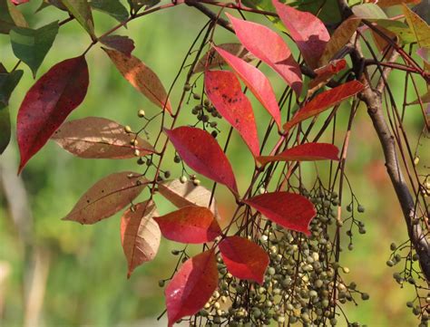 Poison Sumac: Tale of a Toxic Trailside Beauty – Oakland County Blog