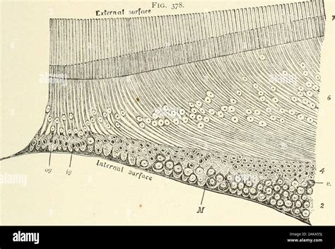 Fovea Histology