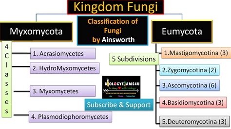 Ainsworth classification of Fungi - Flow chart with Example and Salient ...