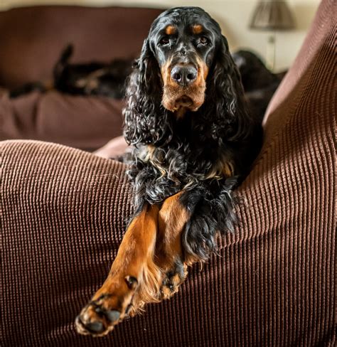 Irish Setter Puppies Uk - Puppy And Pets