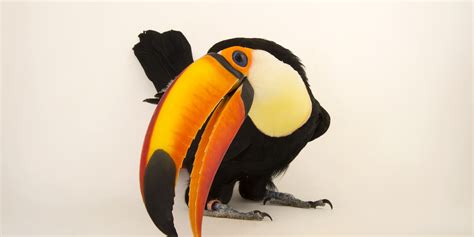 Toucan Beak Color