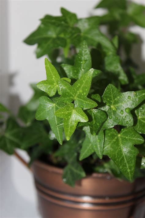 English Ivy houseplant in brass pot - Plant photography by… | Ivy ...