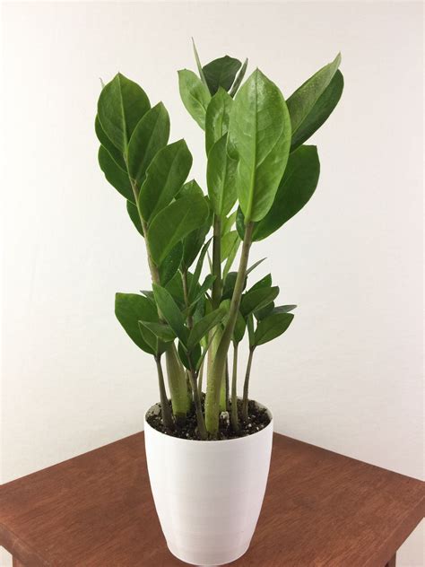 Medium ZZ Plant (Zamioculcas Zamiifolia) in 4 | Live house plants, Easy ...