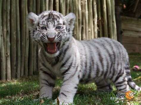 White tiger cub Mascotas Bonitas, Animales Hermosos, Felinos, Leones ...