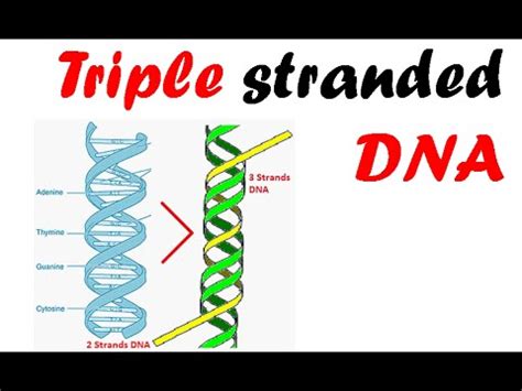 THE PLANNED OBSOLESCENCE OF HOMO SAPIENS*MRNA*3 STRAND DNA*REZONING THE ...