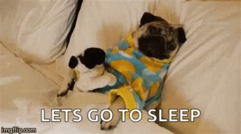 Pug Chillin GIF - Pug Chillin Bedtime - Discover & Share GIFs