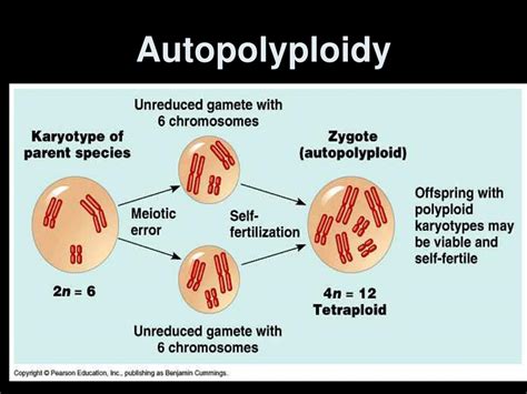 PPT - Polyploidy PowerPoint Presentation, free download - ID:7047323