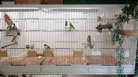 Finch Cages: How to Keep the Birds Properly