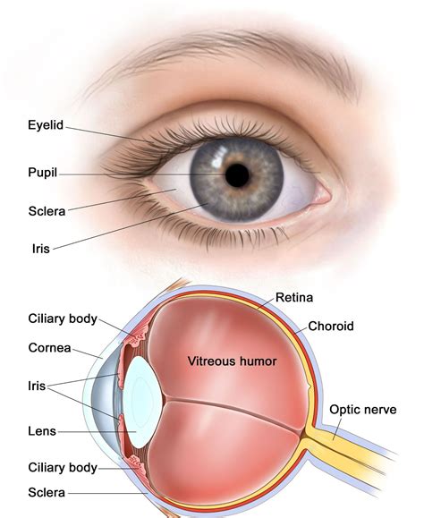 What is the main function of vitreous humour?