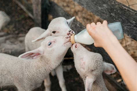 Farm girl feeding animals by Brat Co - Stocksy United