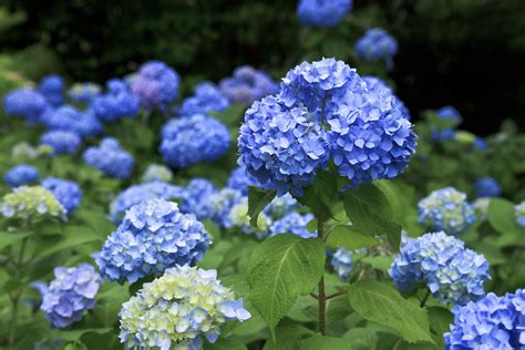 Types Of Blue Flowers Names