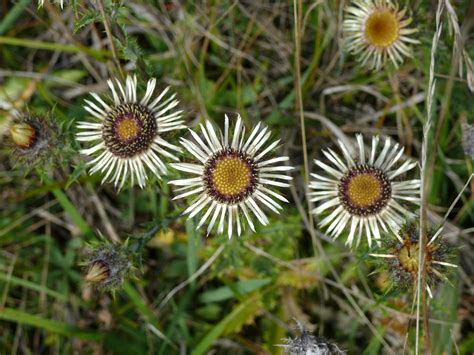 Carline Thistle - Carlina vulgaris - Phoenix Amenity