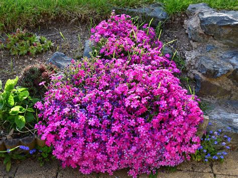 Rock Garden For Shade Spots: Shade Loving Rock Garden Plants