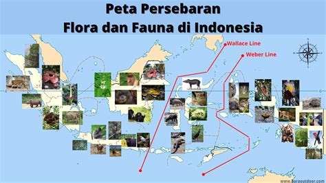 Peta Persebaran Flora dan Fauna di Indonesia | Flora, Indonesia, Peta