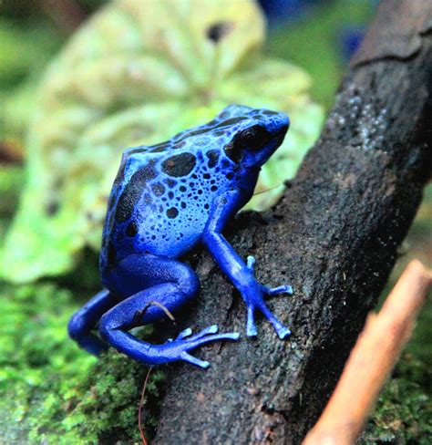 Blue Poison Dart Frog Photograph by Greg Thiemeyer