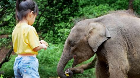 Cute little girl feeding bananas to baby elephants in the elephant camp ...