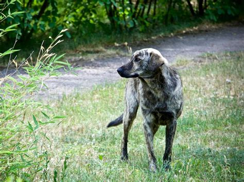 Chernobyl nuclear disaster altered the genetics of the dogs left behind ...