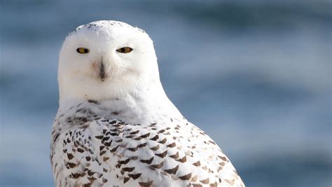 The annual fall migration of snowy owls is underway in Wisconsin