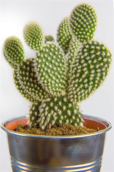 Flawless Little Cactus by TMProjection on DeviantArt