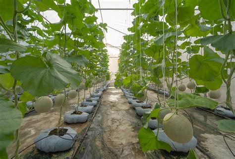 From Deserts to Harvests: Greenhouse Farming in Saudi Arabia