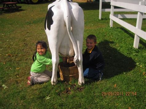 milking a cow... taking a trip to a dairy farm to show Gregory where ...