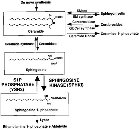 Schematic view of sphingolipid metabolism. SM, sphingomyelin; SMase ...