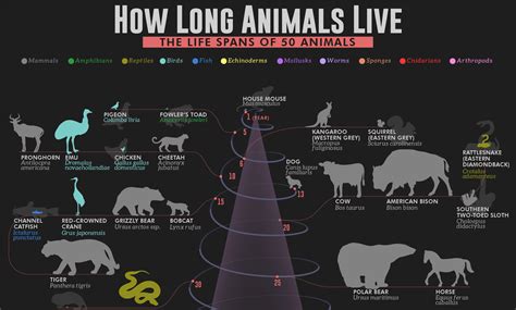 How Long Animals Live: The Life Spans of 50 Animals [Infographic]