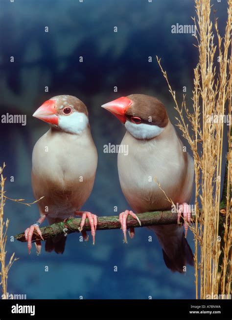 Java Sparrow Stock Photo - Alamy