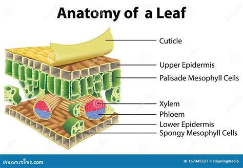 Leaf Anatomy Vector Illustration | CartoonDealer.com #188978782