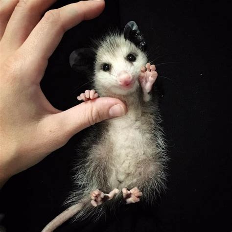 Opossum | Silly animals, Cute baby animals, Cute funny animals