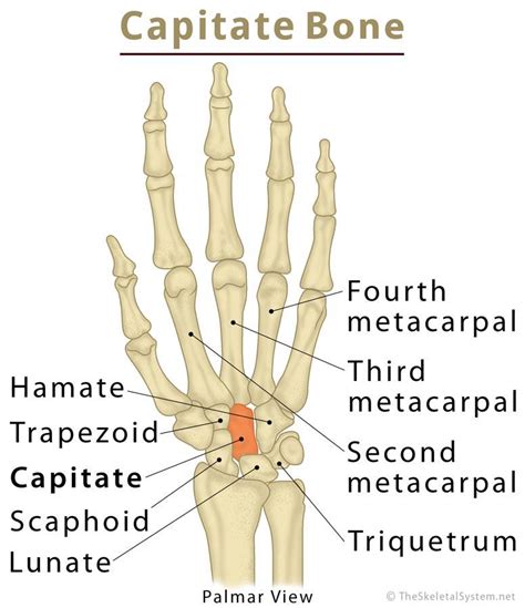 Capitate Bone Definition, Location, Anatomy, Diagram