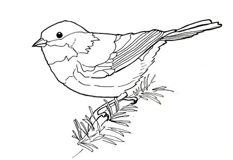 Birdly Drawn: Chestnut-backed Chickadee: Line Drawing