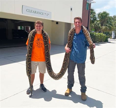 Snake hunters nab 19-foot-long Burmese python in Florida