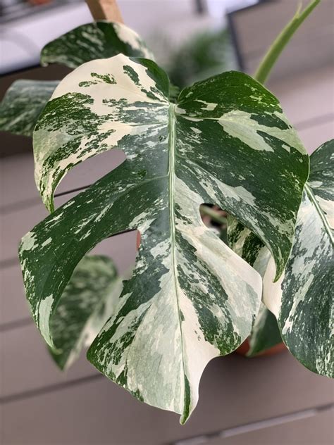 Variegated Monstera Deliciosa Care Guide - Aroid Wiki