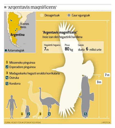 Argentavis Fossil