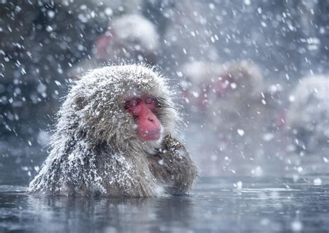 Spa therapy helps Japan's snow monkeys cope w | EurekAlert!