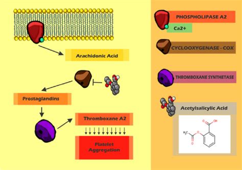 The Acetylsalicylic acid (aspirin ® ) and its mechanism. Production of ...