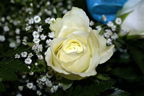 most beautiful White rose (With images) | White roses wallpaper, Rose ...