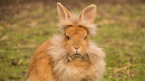 What is The Lionhead Rabbit? - Petsvn