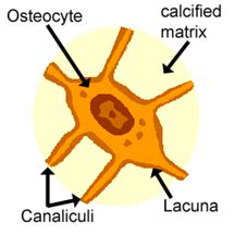 Lacuna Definition and Examples - Biology Online Dictionary