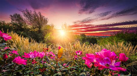 Beautiful Morning Sunrise Flowers - Amalina