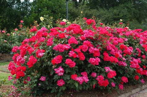 How to plant a rose bush | HireRush Blog