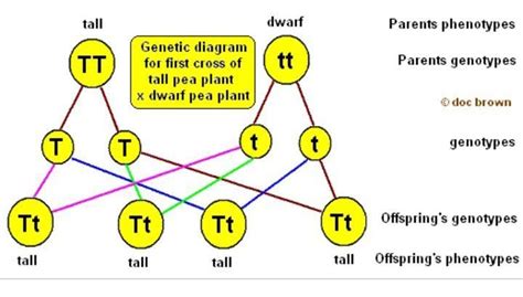 How to draw a genetic diagram - Brainly.in