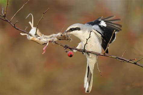 The Butcher Bird IMPALES its prey on thorns and branches. : r/natureismetal